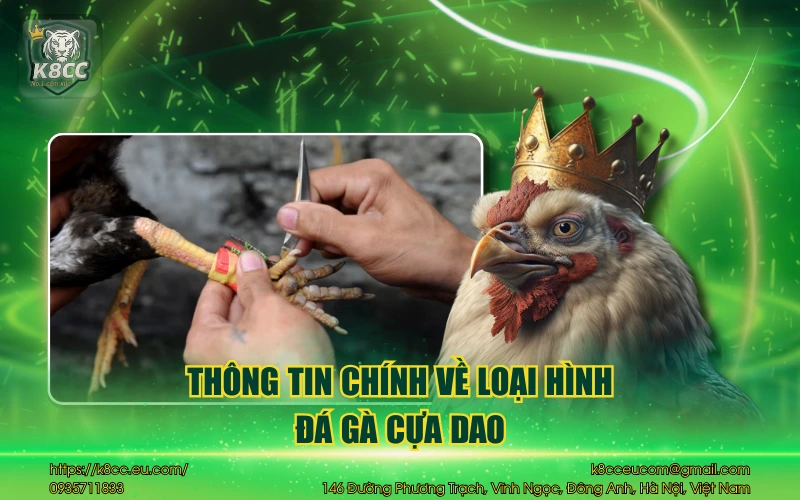 Đá Gà Cựa Dao K8CC - Sảnh cược đá gà kịch tính & hấp dẫn 2 Thông tin chính về loại hình đá gà cựa dao
